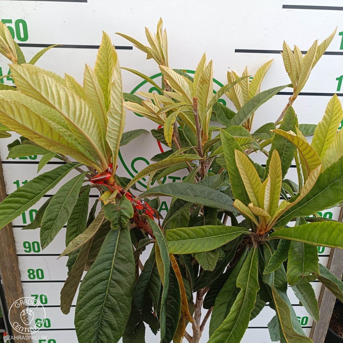 Obrázok Mišpuľa japonská (Eriobotrya japonica) - výška 130-140 cm, kont. C10L (-12°C) - NA KMIENKU